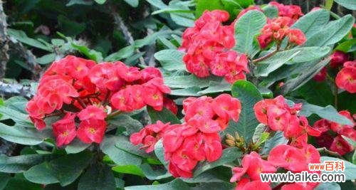 虎刺梅花的寓意和象征是什么？如何正确理解虎刺梅花的象征意义？