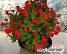 虎刺梅花的寓意和象征是什么？如何正确理解虎刺梅花的象征意义？