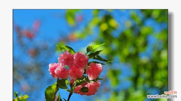 红叶樱花花语是什么?了解樱花的浪漫含义和象征意义?