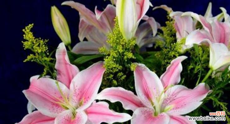 花环菊的花语是什么?如何用花环菊表达情感?