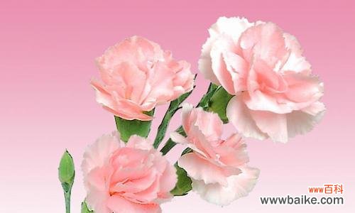 花环菊的花语是什么?如何用花环菊表达情感?