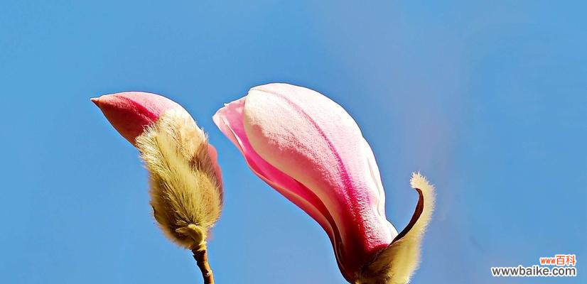 红玉兰花语是什么?如何正确解读红玉兰花的含义?