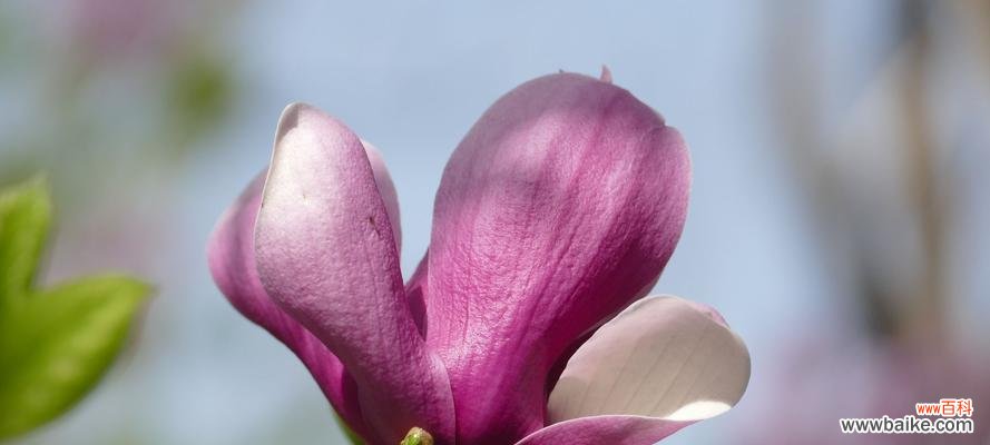 红玉兰花语是什么?如何正确解读红玉兰花的含义?