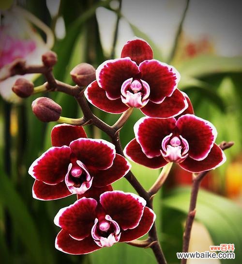 蝴蝶兰的花语是什么?如何正确解读蝴蝶兰的象征意义?