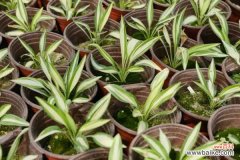 白玉簪叶子枯黄怎么救