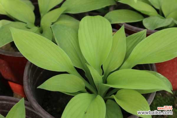 白玉簪叶子枯黄怎么救