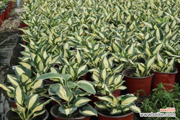 白玉簪叶子枯黄怎么救