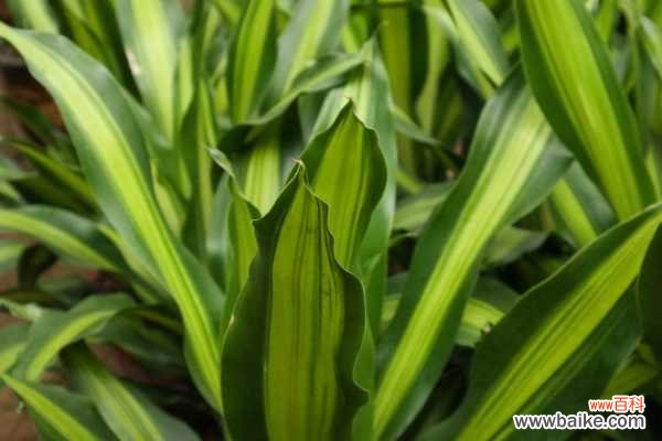 巴西铁树叶子发黄的原因