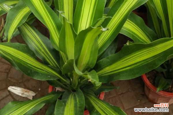 巴西铁树叶子发黄的原因