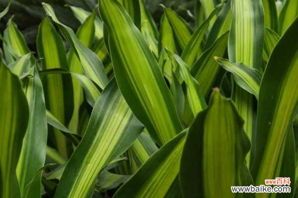 巴西铁树叶子发黄的原因