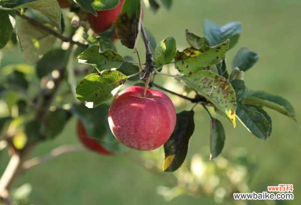 苹果树叶黄斑什么原因