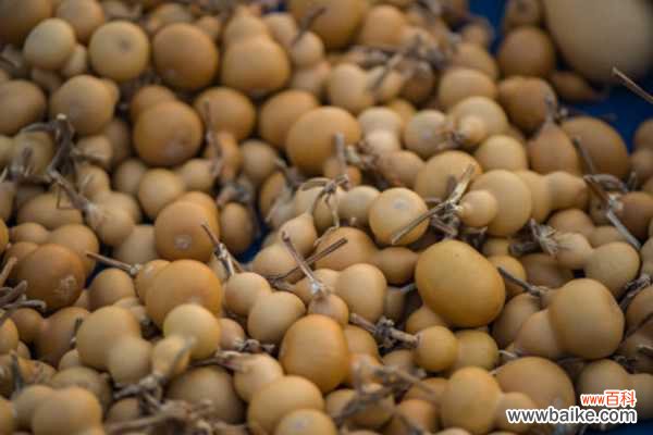 葫芦叶子发黄怎么办