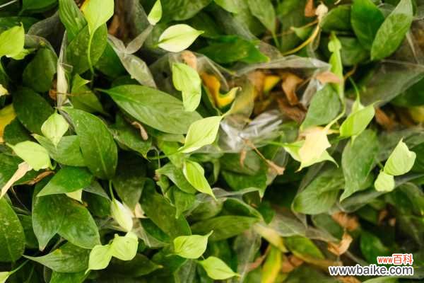 白鹤芋变黄的原因