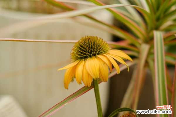 紫松果菊的病虫害防治