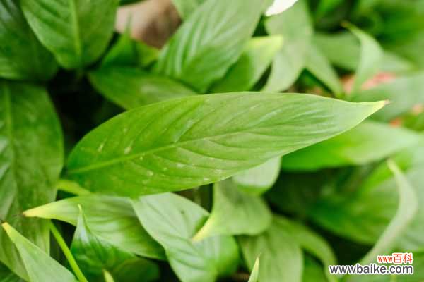 白鹤芋叶尖干枯怎么办