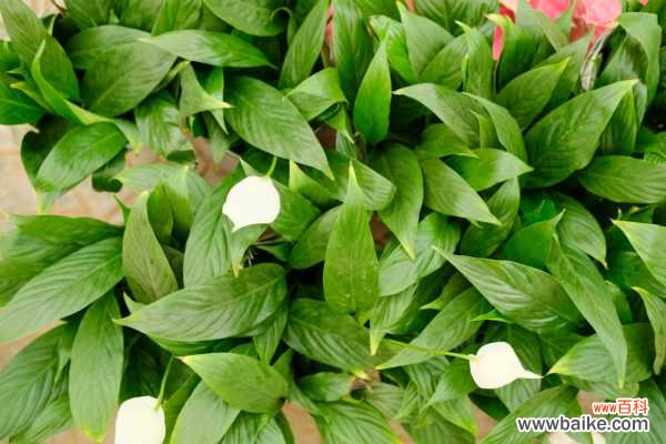 白鹤芋叶尖干枯怎么办