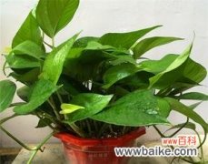 如何辨别室内常见的两种藤本植物 黄金葛和绿萝的区别