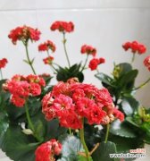 长寿花养护，从浇水到施肥全面指导 如何正确养护长寿花？