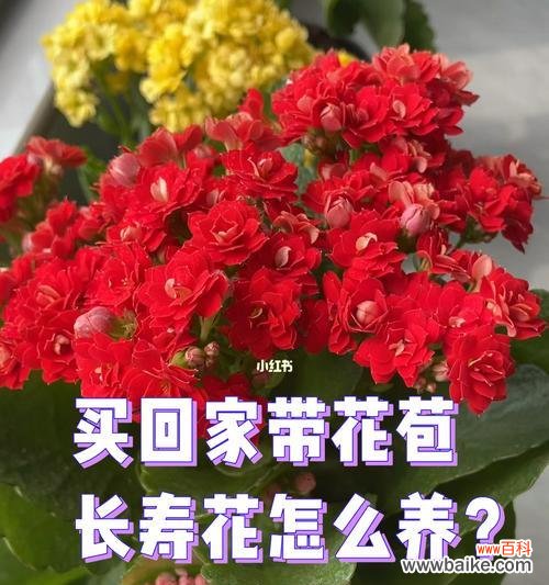 长寿花养护,从浇水到施肥全面指导 如何正确养护长寿花?
