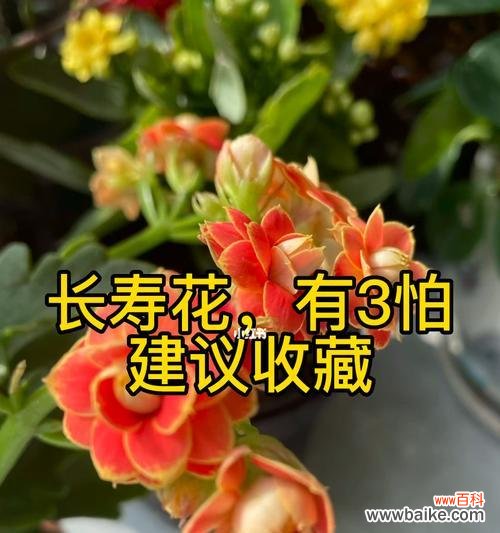 长寿花养护,从浇水到施肥全面指导 如何正确养护长寿花?