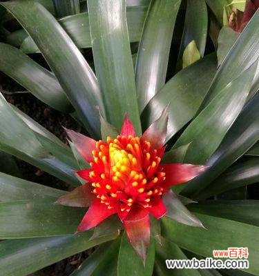 从选购到养护,一步步教你打造热带风情的家居盆景 如何养殖健康美丽的凤梨兰花