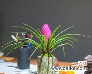 从选购到养护,一步步教你打造热带风情的家居盆景 如何养殖健康美丽的凤梨兰花