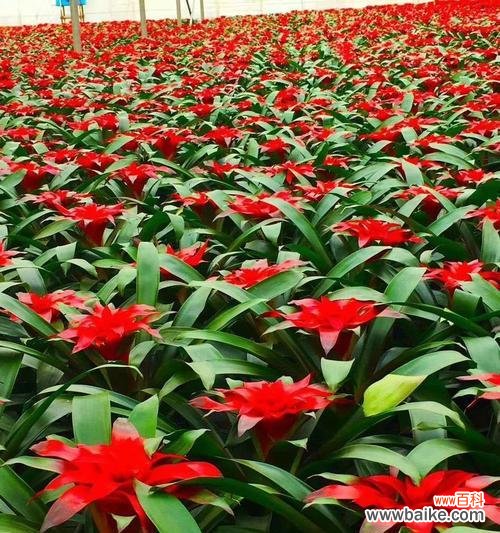 从选购到养护,一步步教你打造热带风情的家居盆景 如何养殖健康美丽的凤梨兰花