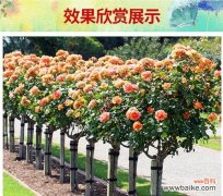 如何选取适宜月季树嫁接的主树种？ 月季树嫁接的技巧与方法