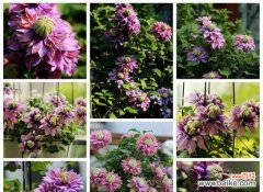 正确养护方式让铁线莲长势更旺盛 铁线莲的养护秘籍