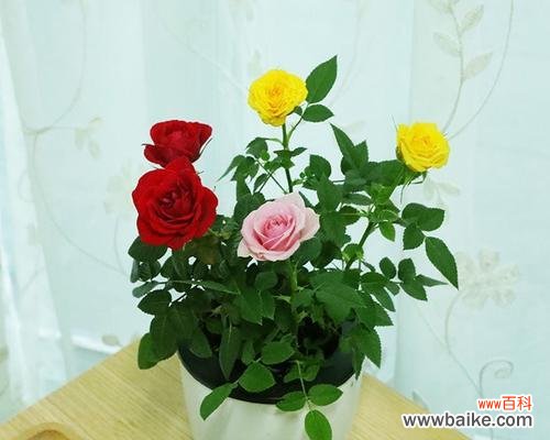 打造居家美景,提升生活质量 家庭养护盆栽玫瑰花的全指南