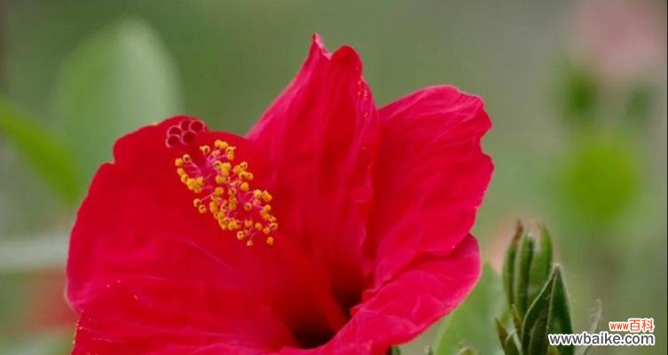 品味花语,送你祝福 寓意吉利的十大花