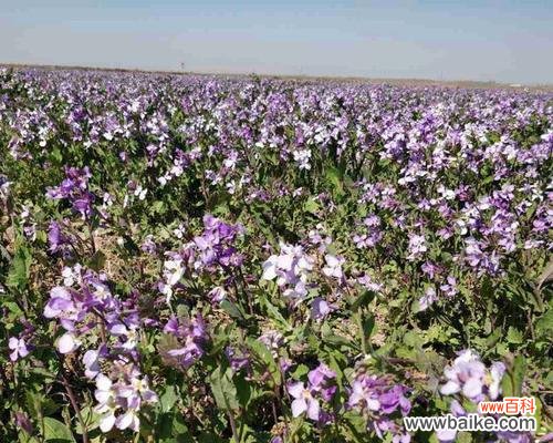 了解最佳播种时间，助力二月兰成长 二月兰的种植技巧