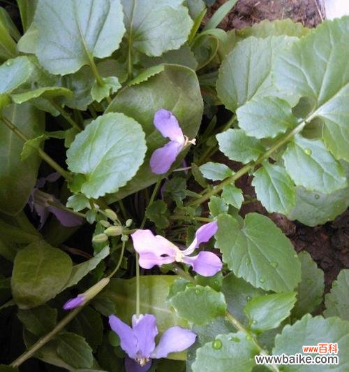 了解最佳播种时间，助力二月兰成长 二月兰的种植技巧