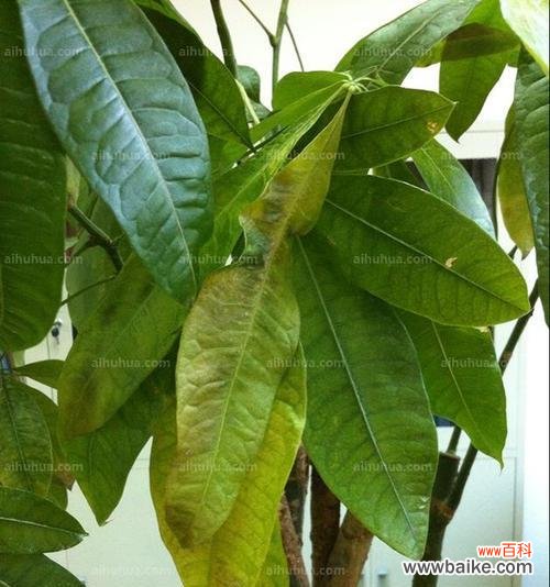 一起探究发财树叶子变黄的成因 发财树叶子变黄,你知道原因吗?
