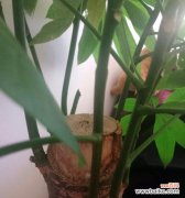 一起探究发财树叶子变黄的成因 发财树叶子变黄，你知道原因吗？