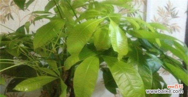 一起探究发财树叶子变黄的成因 发财树叶子变黄,你知道原因吗?