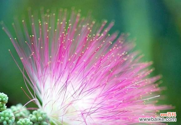 探寻情感中的花语魅力 缘定花语,代表爱情的花