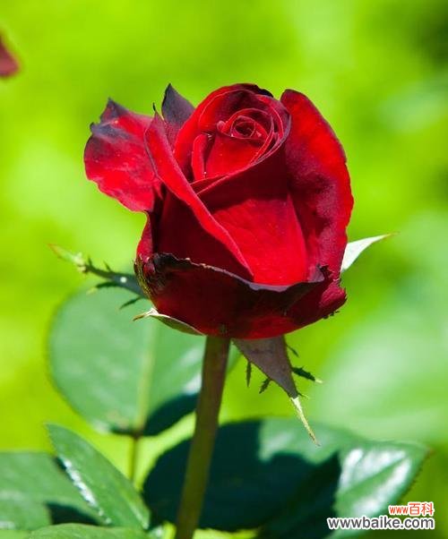 探寻情感中的花语魅力 缘定花语,代表爱情的花