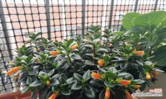 用小技巧轻松培育，让家中绿意盎然 金鱼吊兰的繁殖技巧