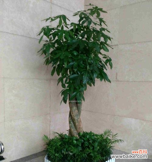发财树养护的关键技巧 如何正确养护发财树