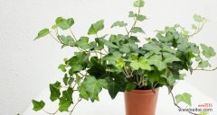 家居必备的8种空气净化植物 家居必备的8种空气净化植物