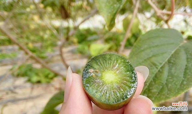 挑战洪水,果实丰收;水淹不倒,结果甜美。 不怕水淹的果树,轻松应对水涝灾害