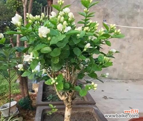 挑战洪水,果实丰收;水淹不倒,结果甜美。 不怕水淹的果树,轻松应对水涝灾害