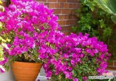 打造盆栽花园，从三角梅开始 三角梅养殖方法详解