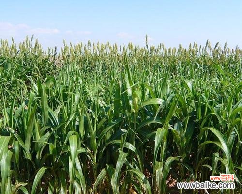 打造高产高效的高丹草种植园 高丹草种植全攻略