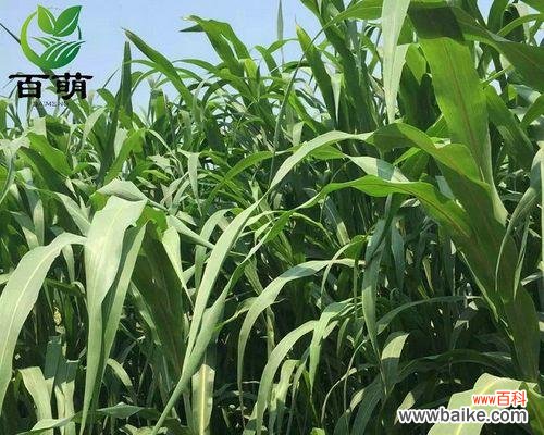 打造高产高效的高丹草种植园 高丹草种植全攻略