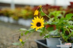 向日葵能放在室内吗