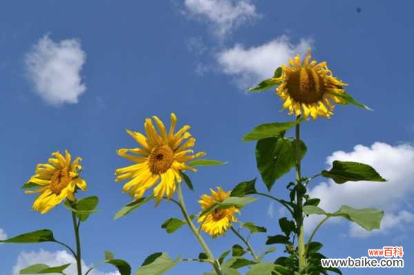 向日葵能放在室内吗