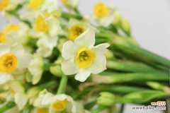 水仙花能放室内吗，在家怎么养？