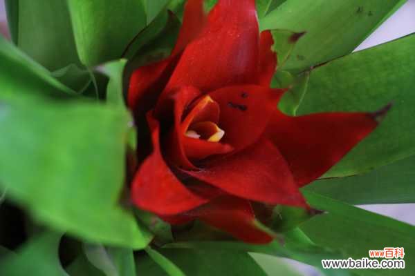 鸿运当头能放室内吗